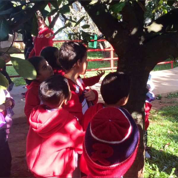 Turma do Pré A1 do Certus faz observação de árvores no pomar do colégio